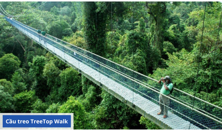 cầu-treo-treetop-walk-65a65d58409a2