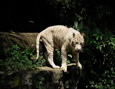 Khám Phá Thiên Nhiên Hoang Dã Tại Singapore